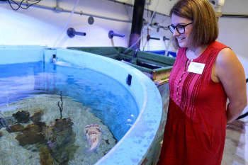 woman looks into aquarium tank at a burrfish
