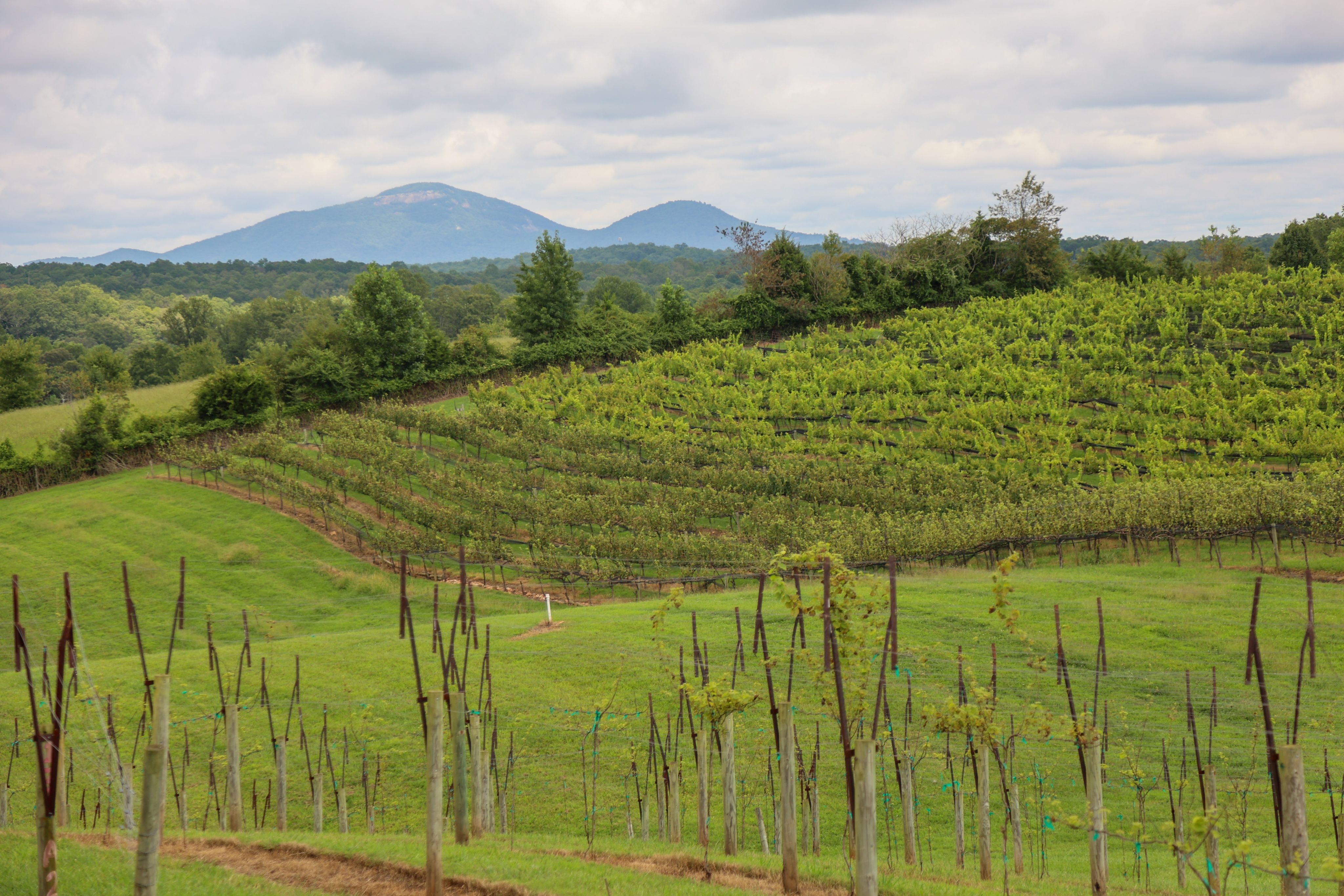 a hilly vineyard landscape with mountains on the skyline